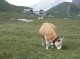 1st European Symposium on Livestock Farming in Mountain Areas